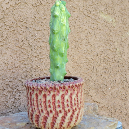 Myrtillocactus geometrizans 'Fukurokuryuzinboku' - Variegated Boobie Cactus (Cutting)
