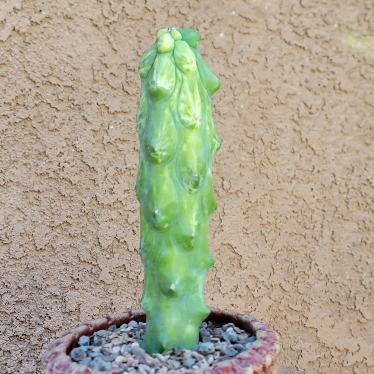 Myrtillocactus geometrizans 'Fukurokuryuzinboku' - Variegated Boobie Cactus (Cutting)