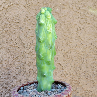Myrtillocactus geometrizans 'Fukurokuryuzinboku' - Variegated Boobie Cactus (Cutting)