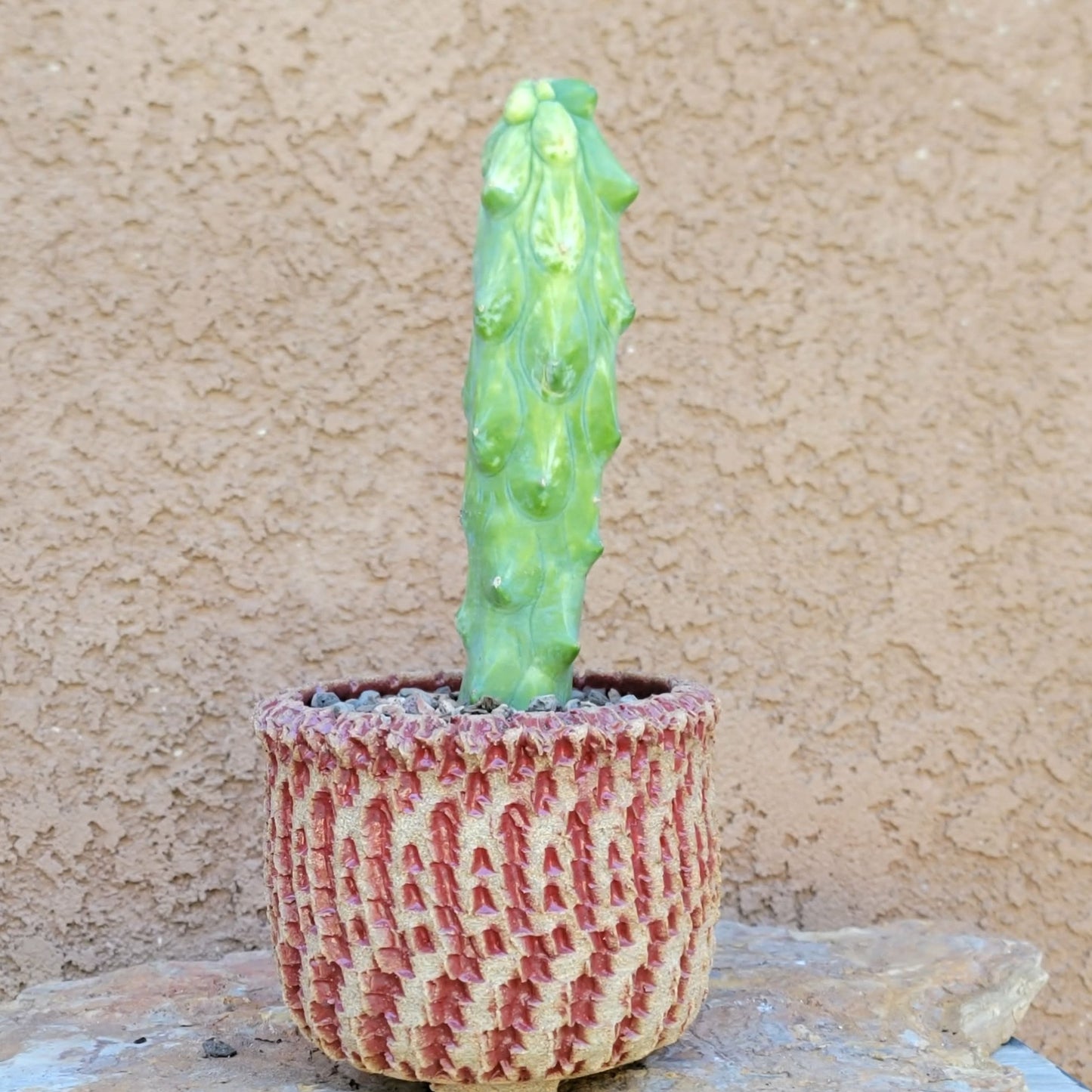 Myrtillocactus geometrizans 'Fukurokuryuzinboku' - Variegated Boobie Cactus (Cutting)