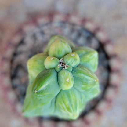 Myrtillocactus geometrizans 'Fukurokuryuzinboku' - Variegated Boobie Cactus (Cutting)