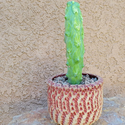 Myrtillocactus geometrizans 'Fukurokuryuzinboku' - Variegated Boobie Cactus (Cutting)
