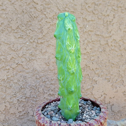 Myrtillocactus geometrizans 'Fukurokuryuzinboku' - Variegated Boobie Cactus (Cutting)