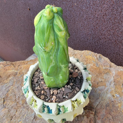 Myrtillocactus geometrizans 'Fukurokuryuzinboku' - Variegated Boobie Cactus (Cutting)