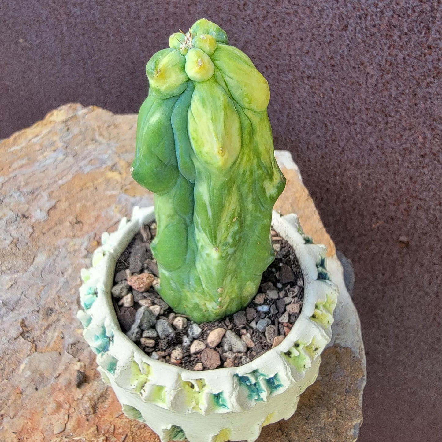 Myrtillocactus geometrizans 'Fukurokuryuzinboku' - Variegated Boobie Cactus (Cutting)