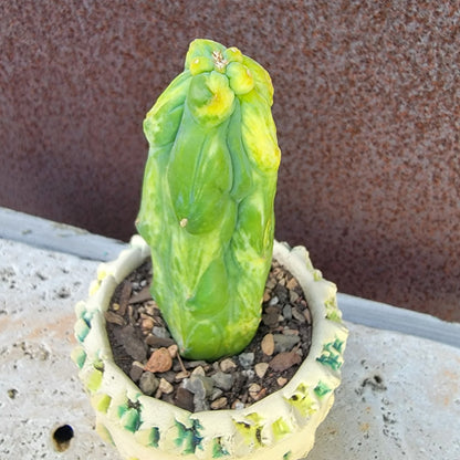 Myrtillocactus geometrizans 'Fukurokuryuzinboku' - Variegated Boobie Cactus (Cutting)
