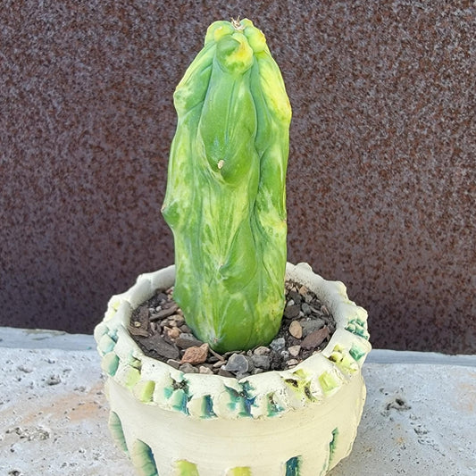 Myrtillocactus geometrizans 'Fukurokuryuzinboku' - Variegated Boobie Cactus (Cutting)
