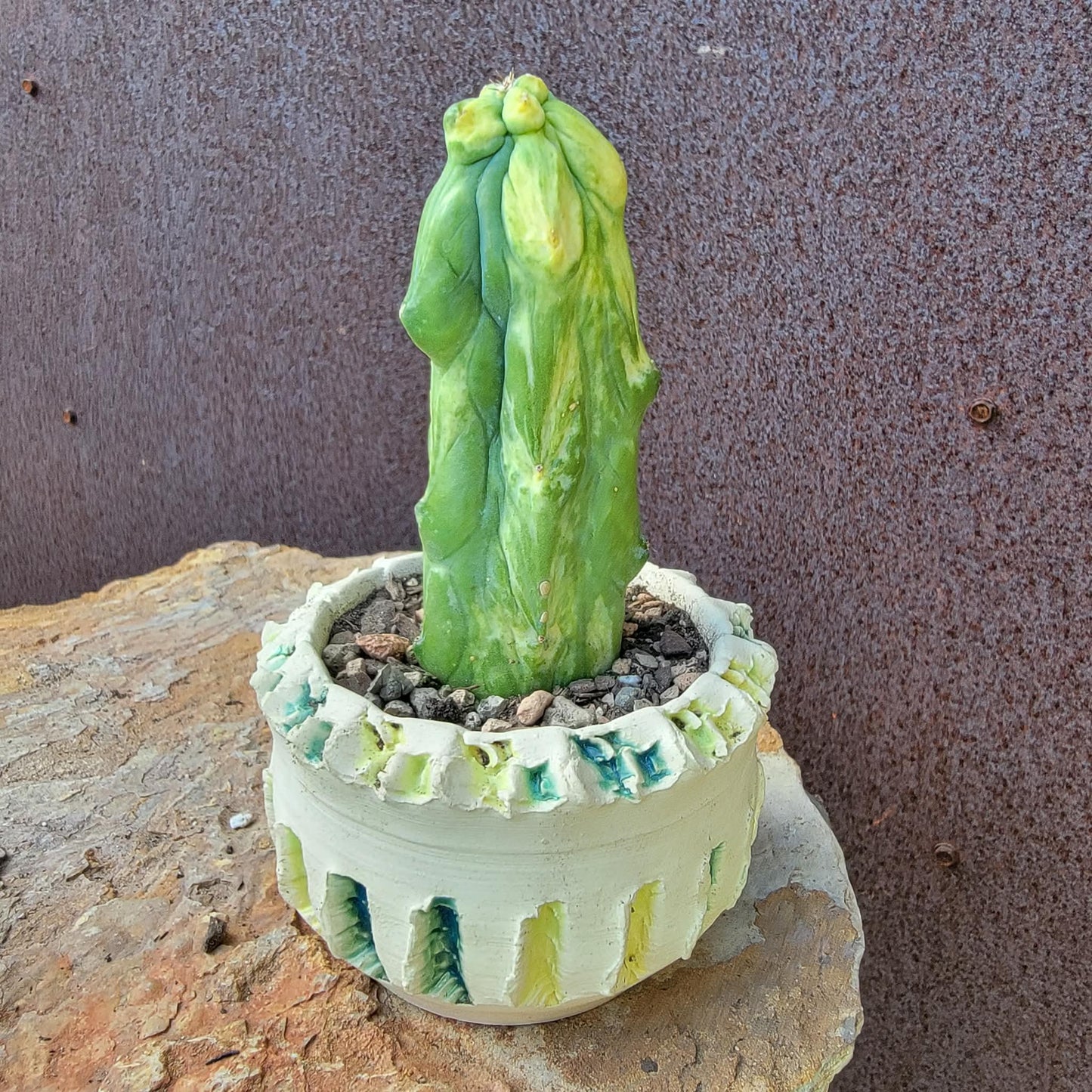 Myrtillocactus geometrizans 'Fukurokuryuzinboku' - Variegated Boobie Cactus (Cutting)