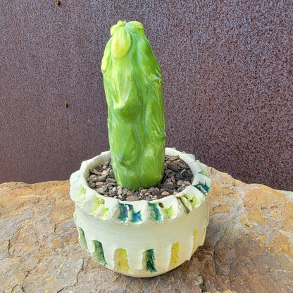 Myrtillocactus geometrizans 'Fukurokuryuzinboku' - Variegated Boobie Cactus (Cutting)