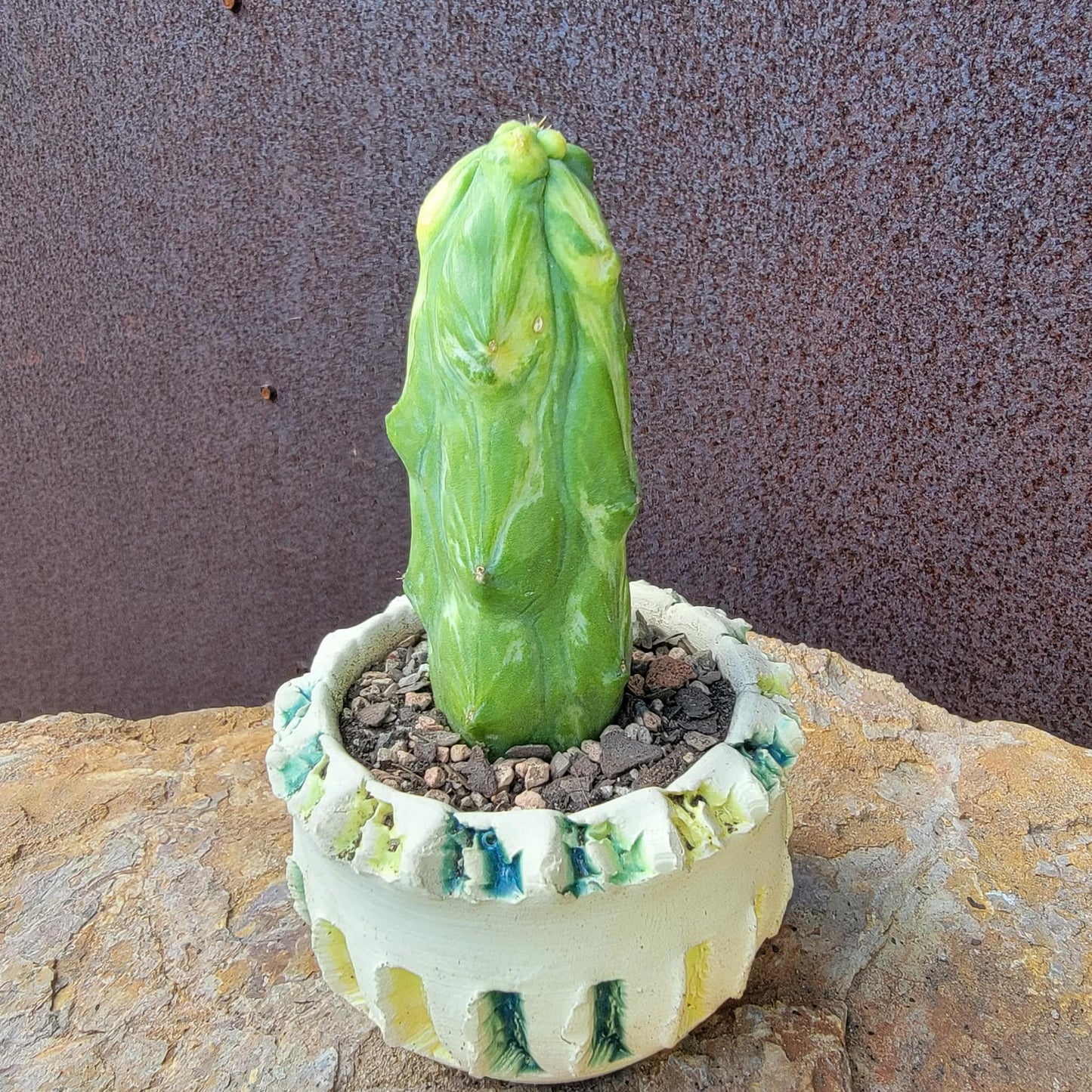 Myrtillocactus geometrizans 'Fukurokuryuzinboku' - Variegated Boobie Cactus (Cutting)