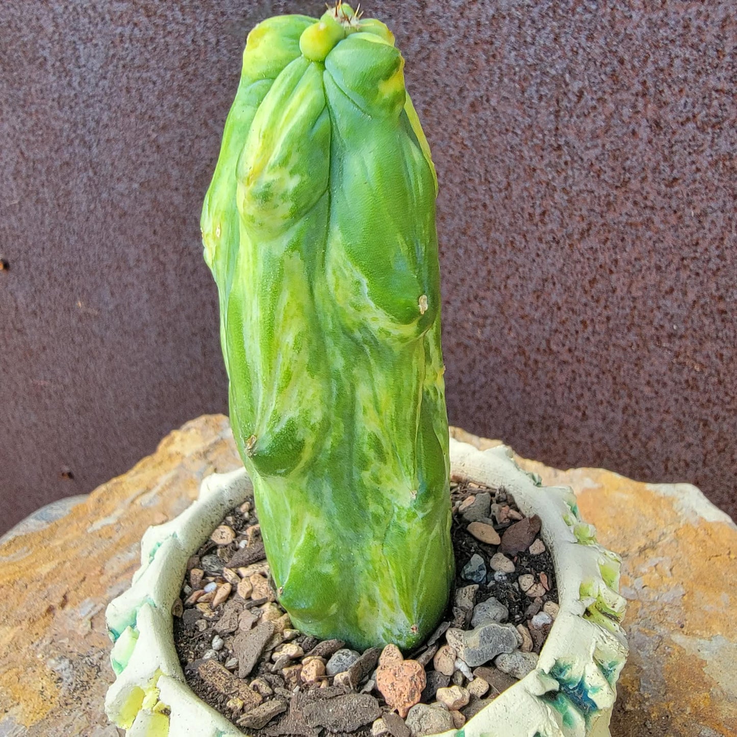 Myrtillocactus geometrizans 'Fukurokuryuzinboku' - Variegated Boobie Cactus (Cutting)