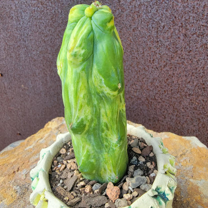 Myrtillocactus geometrizans 'Fukurokuryuzinboku' - Variegated Boobie Cactus (Cutting)