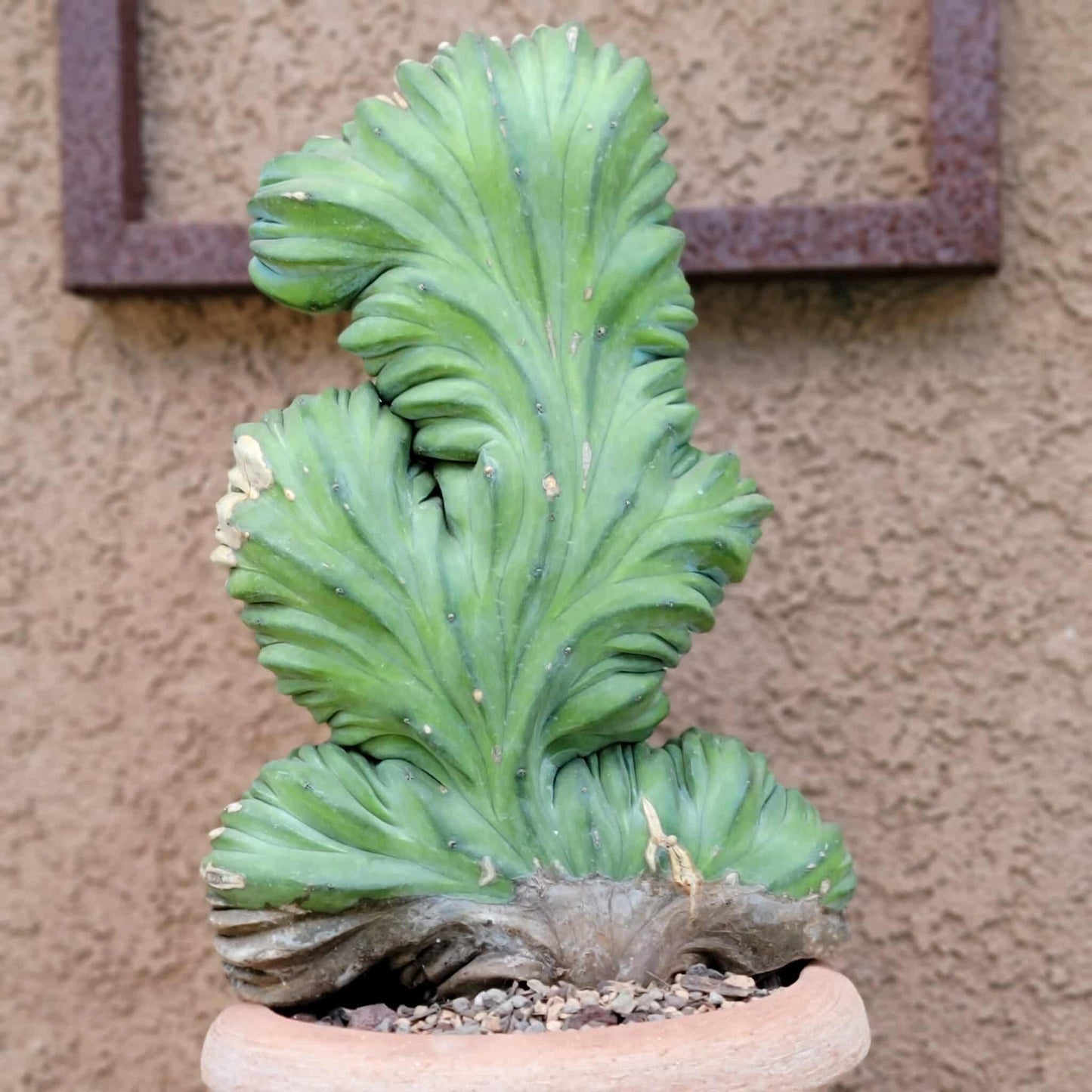 Myrtillocactus geometrizans cv. 'Strictum' f. cristata