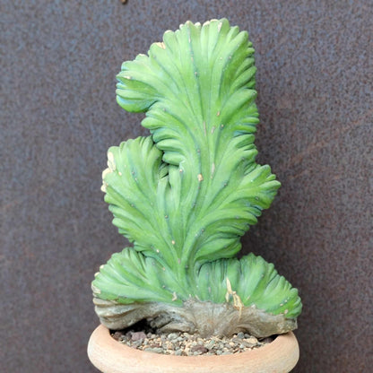 Myrtillocactus geometrizans cv. 'Strictum' f. cristata