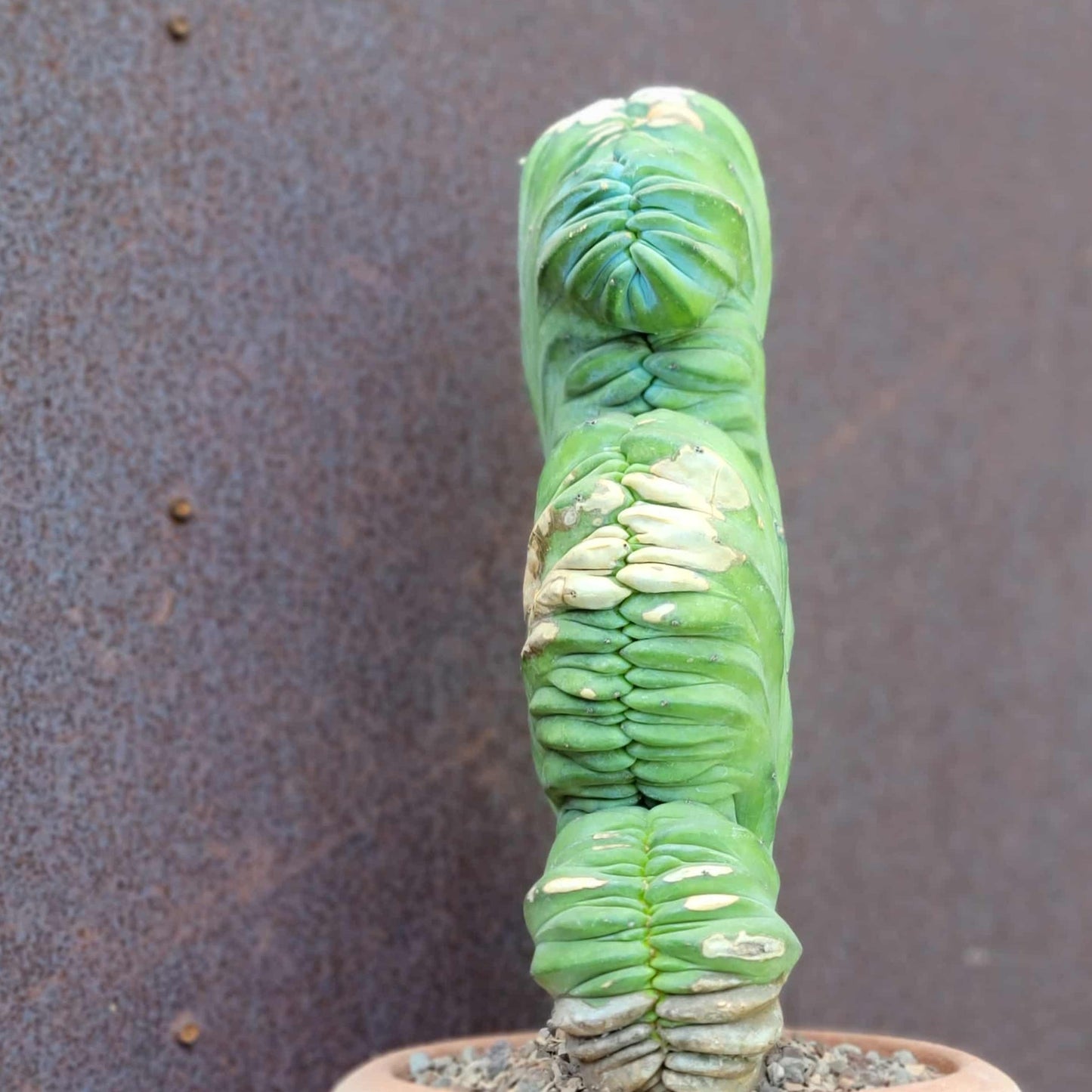 Myrtillocactus geometrizans cv. 'Strictum' f. cristata