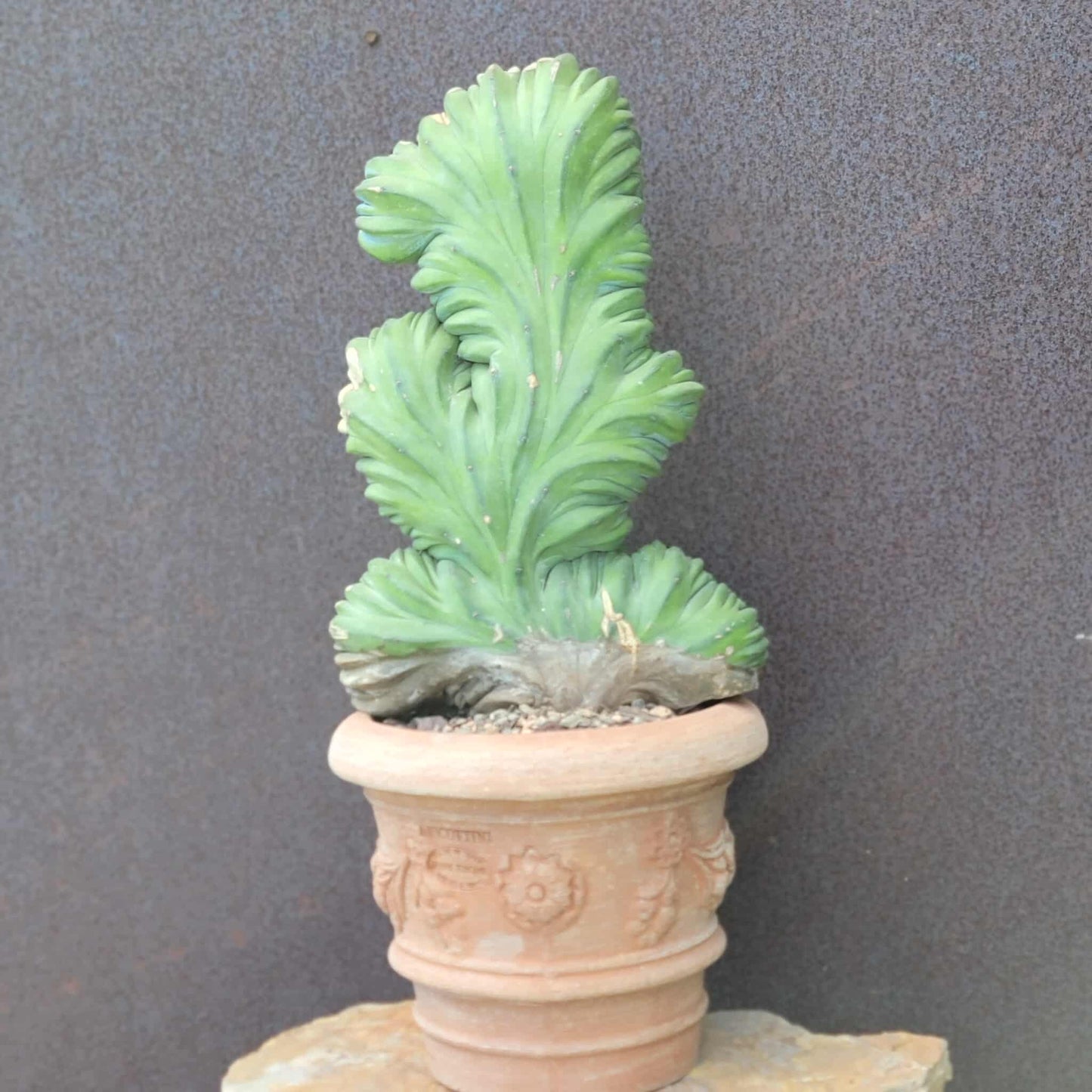 Myrtillocactus geometrizans cv. 'Strictum' f. cristata