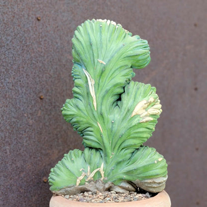 Myrtillocactus geometrizans cv. 'Strictum' f. cristata