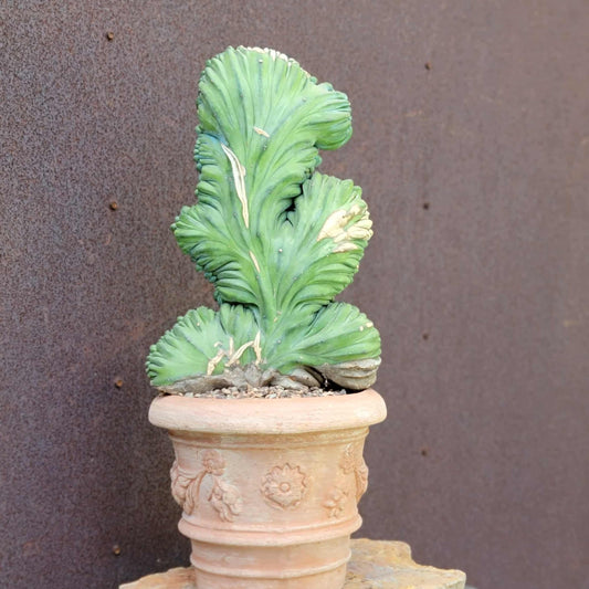 Myrtillocactus geometrizans cv. 'Strictum' f. cristata