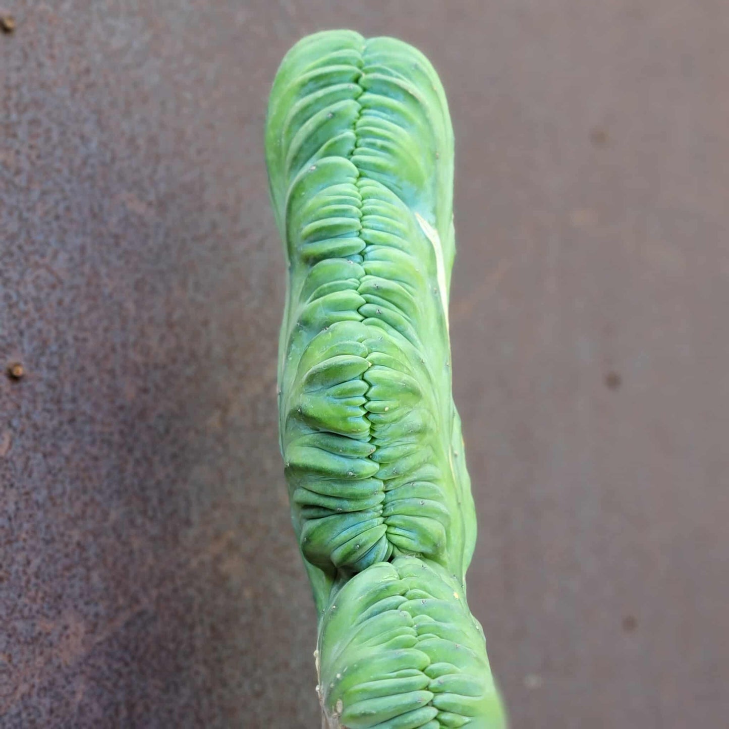 Myrtillocactus geometrizans cv. 'Strictum' f. cristata