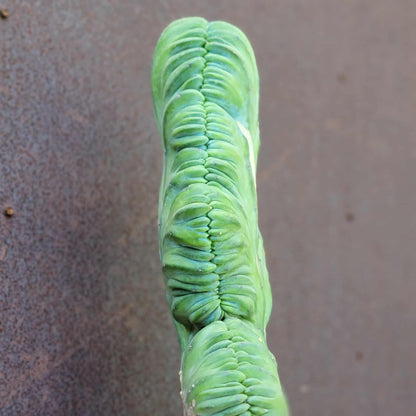Myrtillocactus geometrizans cv. 'Strictum' f. cristata