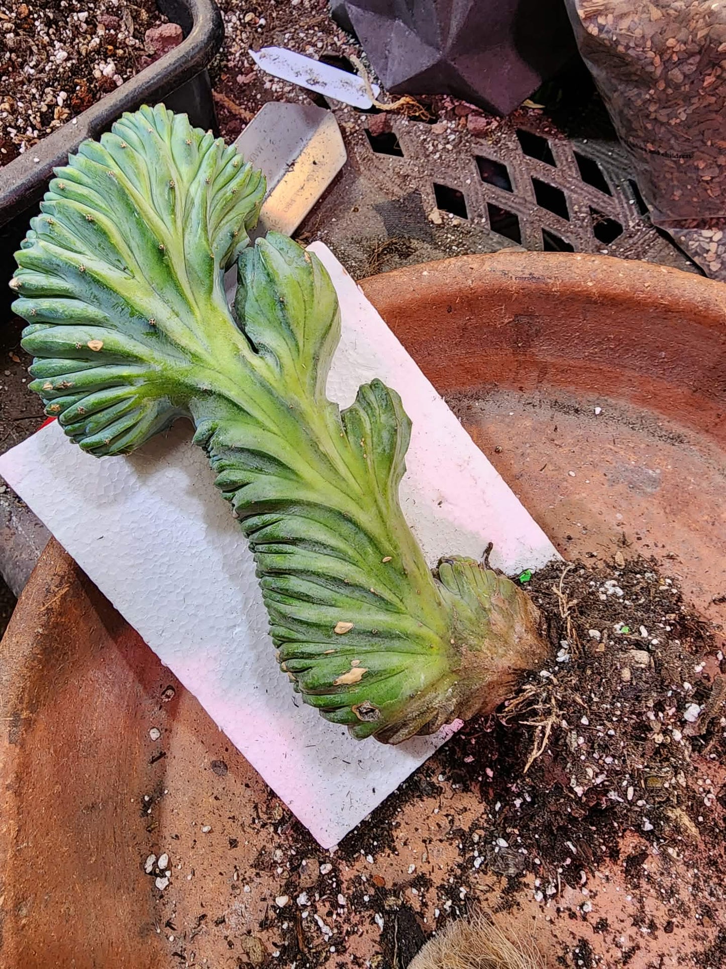 Myrtillocactus geometrizans cv. 'Strictum' f. cristata - Crested Specimen
