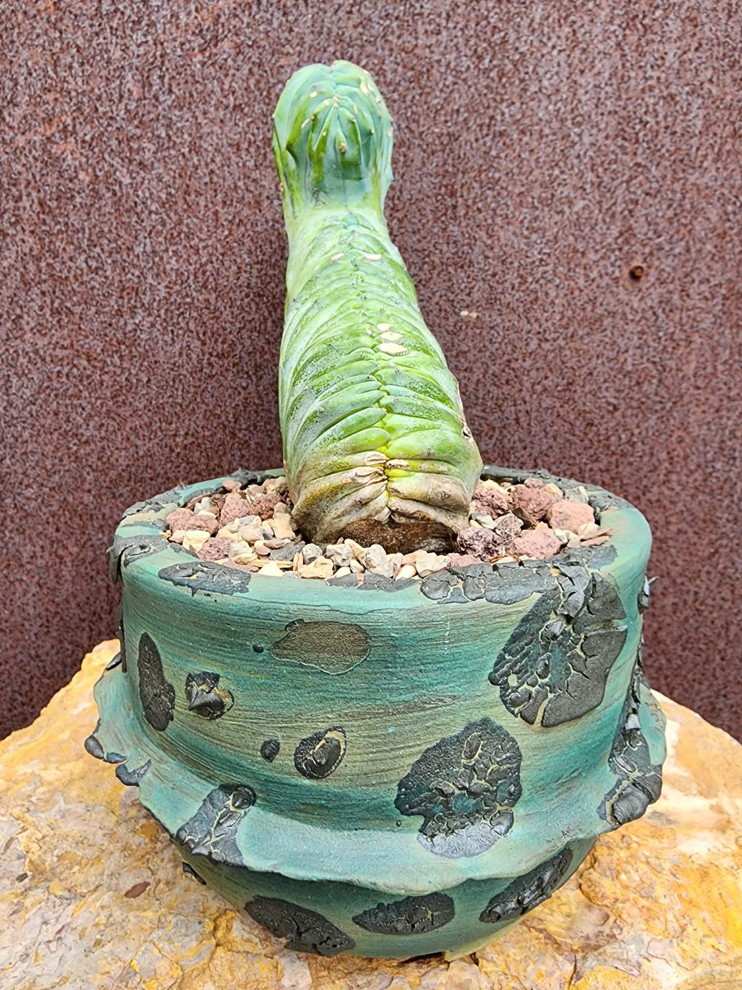 Myrtillocactus geometrizans cv. 'Strictum' f. cristata - Crested Specimen