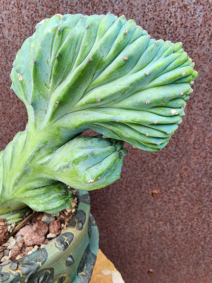 Myrtillocactus geometrizans cv. 'Strictum' f. cristata - Crested Specimen