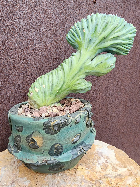 Myrtillocactus geometrizans cv. 'Strictum' f. cristata - Crested Specimen collector cactus specimen