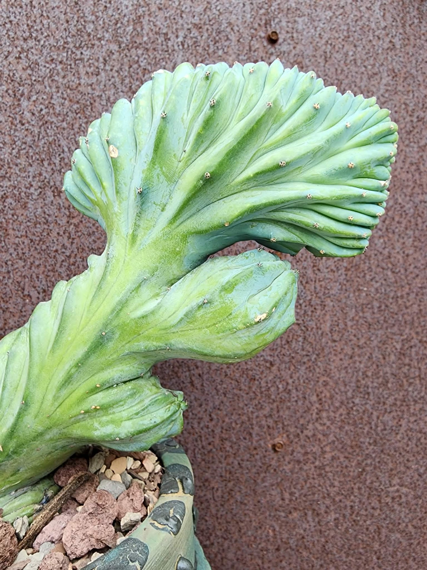 Myrtillocactus geometrizans cv. 'Strictum' f. cristata - Crested Specimen