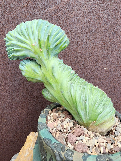 Myrtillocactus geometrizans cv. 'Strictum' f. cristata - Crested Specimen