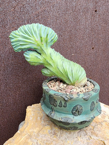 Myrtillocactus geometrizans cv. 'Strictum' f. cristata - Crested Specimen