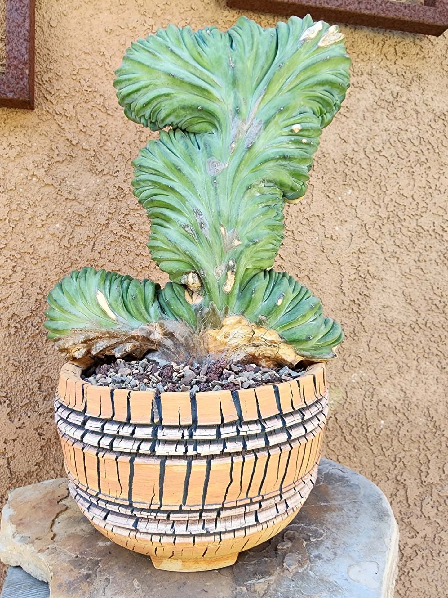Myrtillocactus geometrizans cv. 'Strictum' f. cristata - Crested Specimen - Last one!