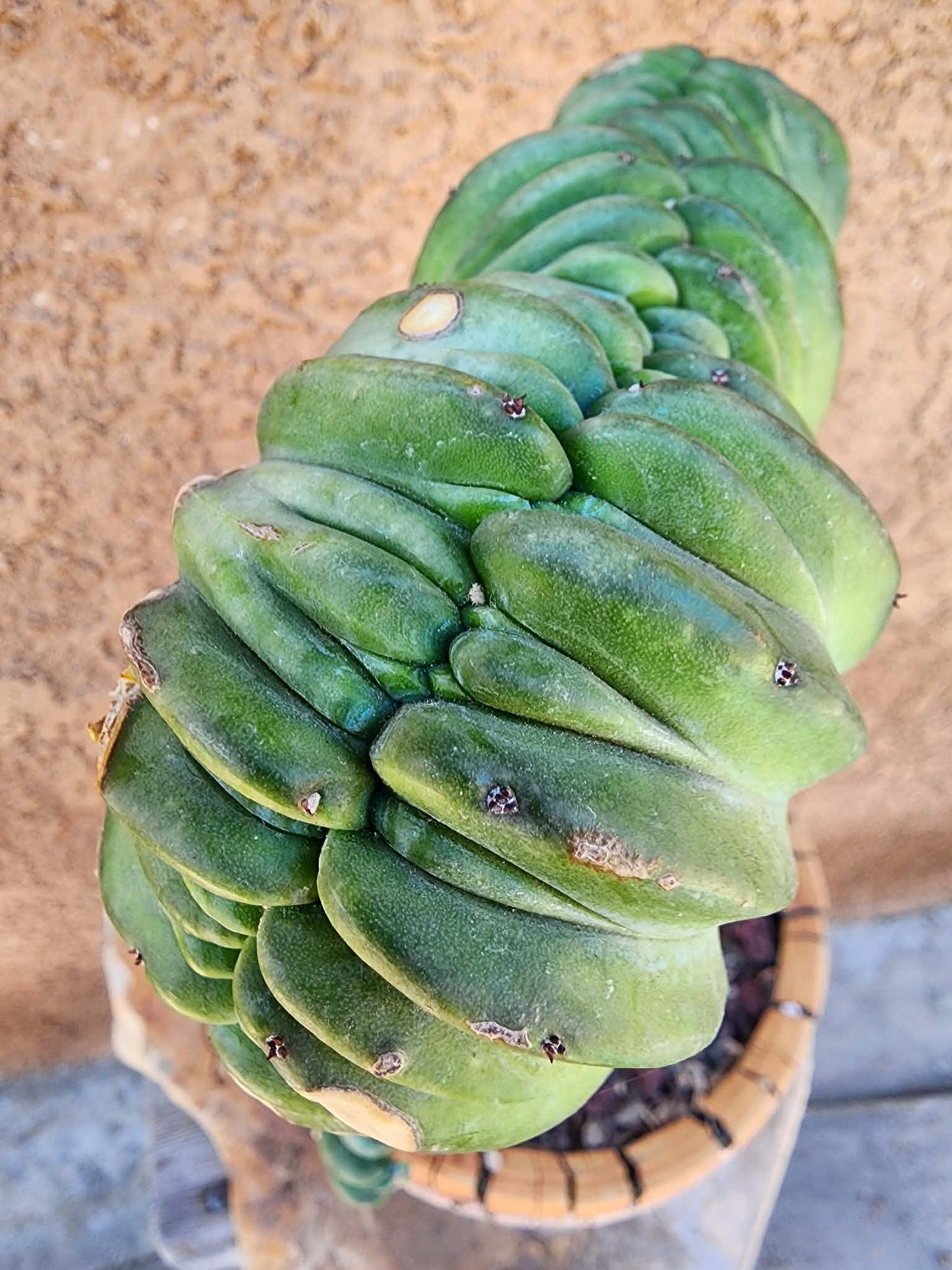 Myrtillocactus geometrizans cv. 'Strictum' f. cristata - Crested Specimen - Last one!