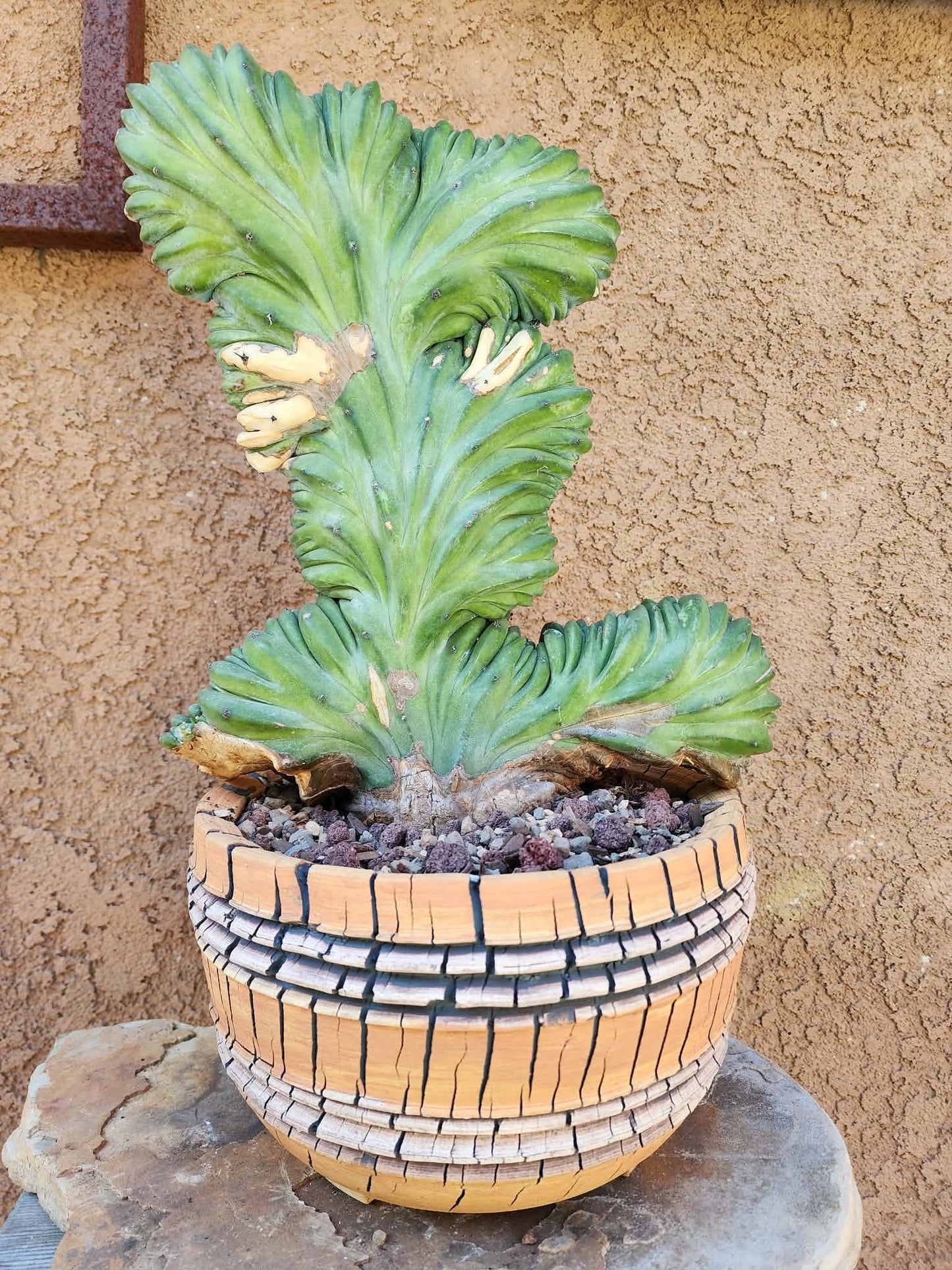 Myrtillocactus geometrizans cv. 'Strictum' f. cristata - Crested Specimen - Last one!