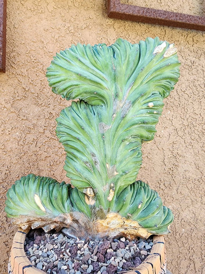 Myrtillocactus geometrizans cv. 'Strictum' f. cristata - Crested Specimen - Last one!