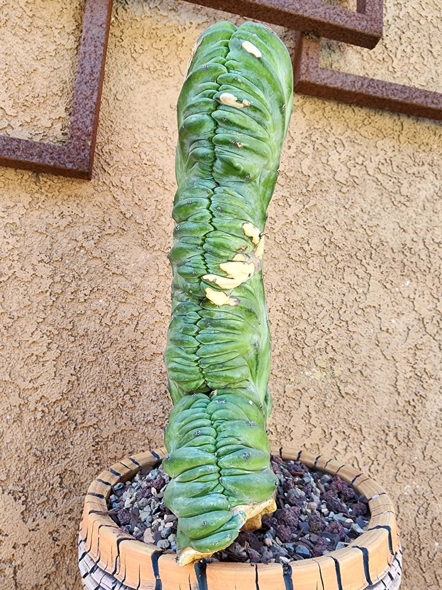 Myrtillocactus geometrizans cv. 'Strictum' f. cristata - Crested Specimen - Last one!