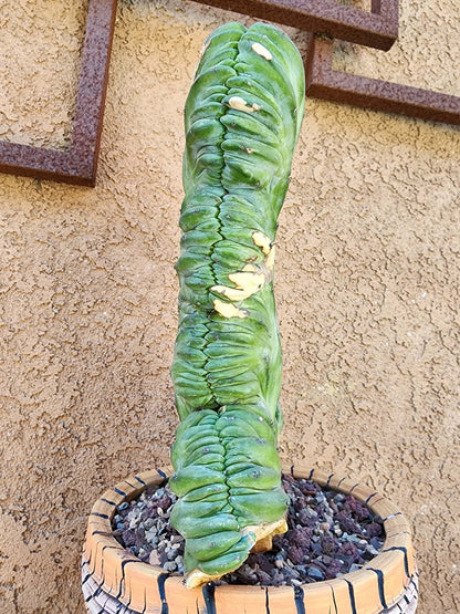 Myrtillocactus geometrizans cv. 'Strictum' f. cristata - Crested Specimen - Last one!