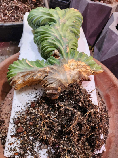 Myrtillocactus geometrizans cv. 'Strictum' f. cristata - Crested Specimen - Last one!