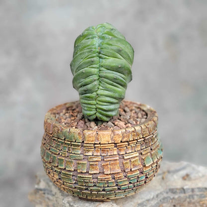 Myrtillocactus geometrizans cv. 'Strictum' f. cristata