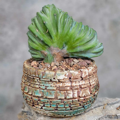 Myrtillocactus geometrizans cv. 'Strictum' f. cristata