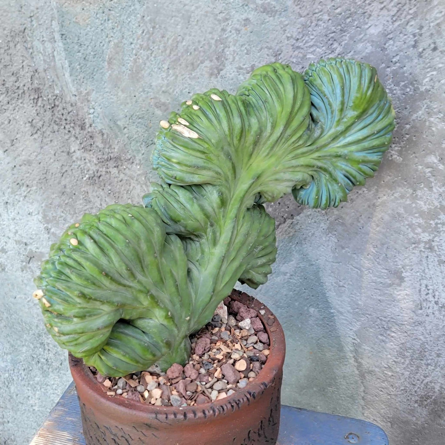 Myrtillocactus geometrizans cv. 'Strictum' f. cristata
