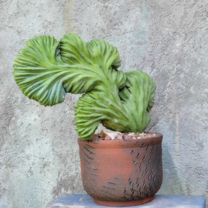 Myrtillocactus geometrizans cv. 'Strictum' f. cristata