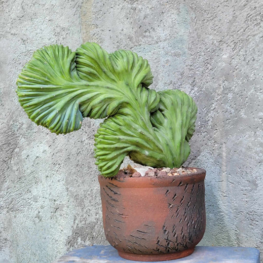 Myrtillocactus geometrizans cv. 'Strictum' f. cristata