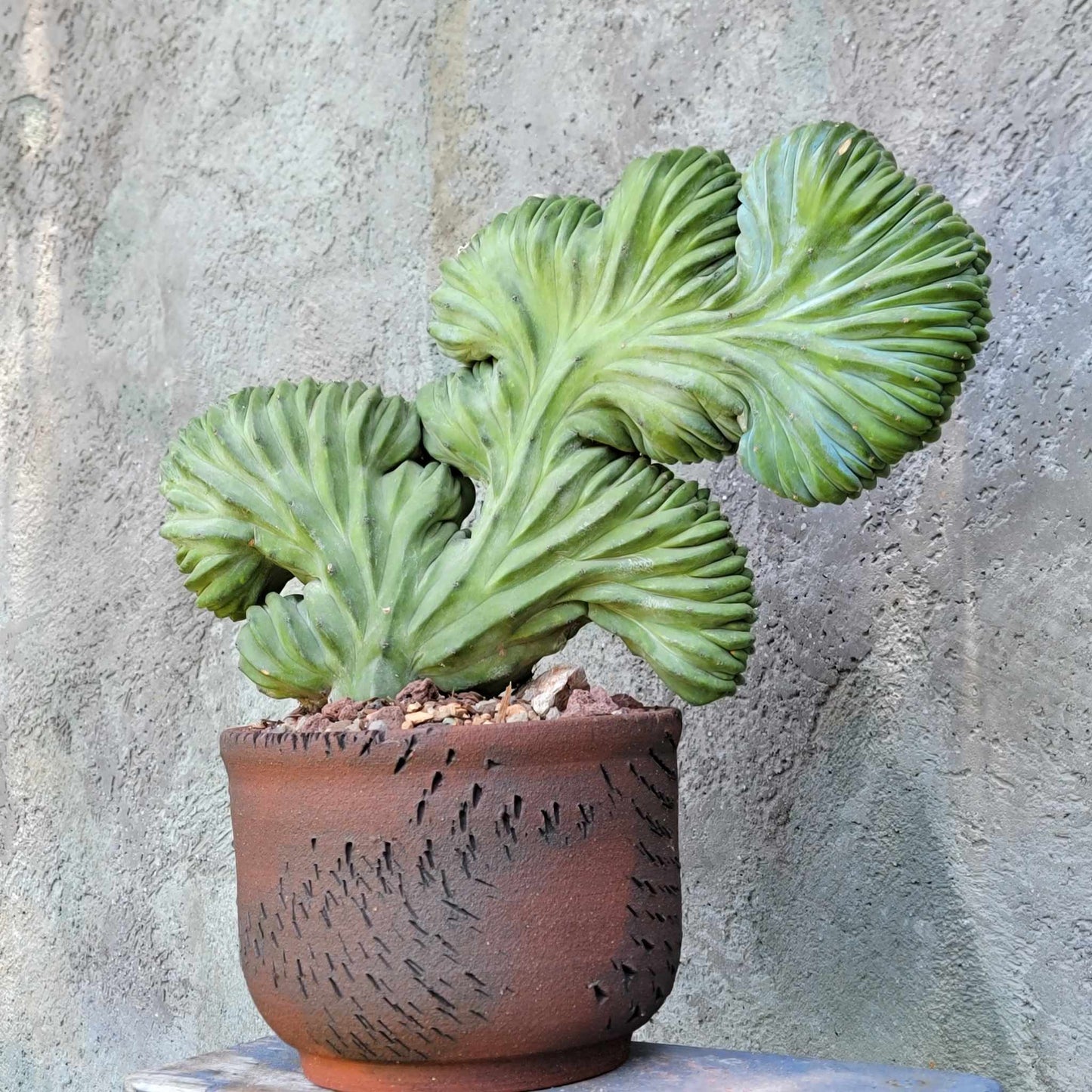 Myrtillocactus geometrizans cv. 'Strictum' f. cristata