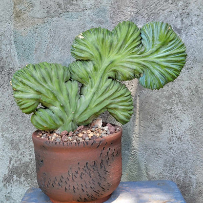 Myrtillocactus geometrizans cv. 'Strictum' f. cristata