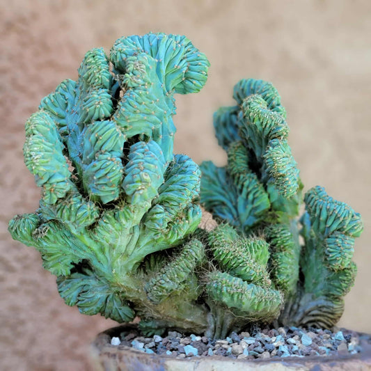 Myrtillocactus geometrizans f. cristata – Crested Blue Myrtle - BIG!
