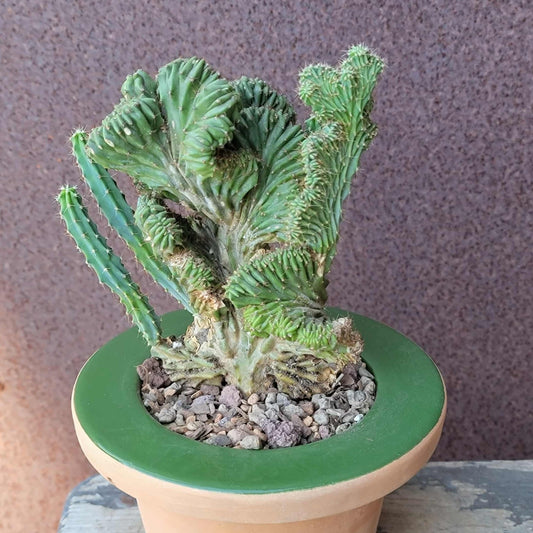 Myrtillocactus geometrizans f. cristata – Crested Blue Myrtle