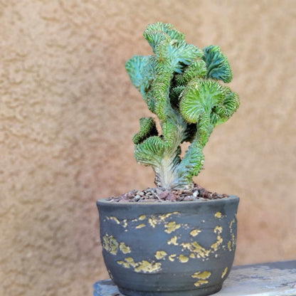Myrtillocactus geometrizans f. cristata – Crested Blue Myrtle