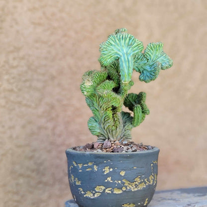 Myrtillocactus geometrizans f. cristata – Crested Blue Myrtle