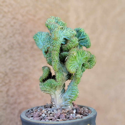 Myrtillocactus geometrizans f. cristata – Crested Blue Myrtle